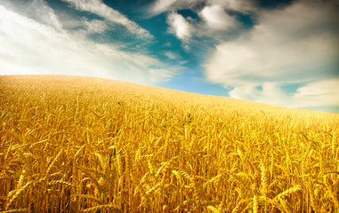 Fototapeta premium Wheat field against a blue sky