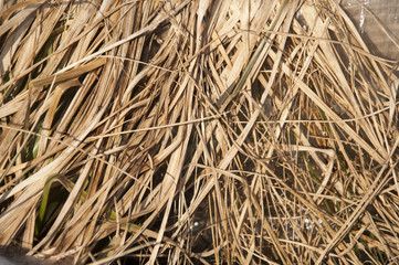 Dried grass in winter