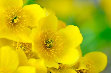 Yellow Kingcup (Marsh Marigold) Flowers Macro