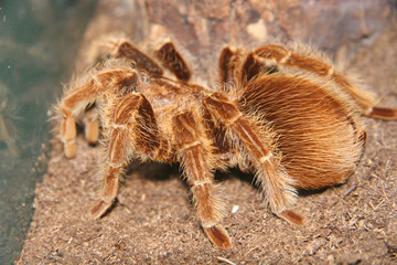 tarantula