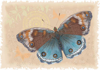 Beautiful butterfly on a retro background