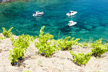 vineyard on Cap de Peyrefite near Cerbere, Languedoc-Roussillon,