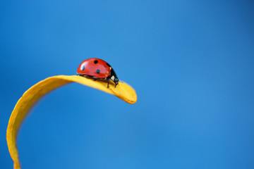 Ladybug on yellow leaf