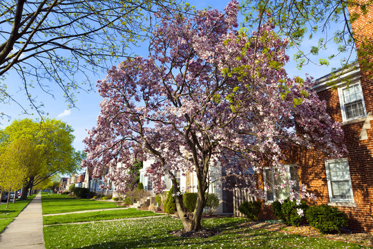 Spring in suburbs