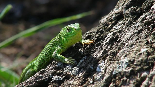 Sand lizard male on a stump, looking around