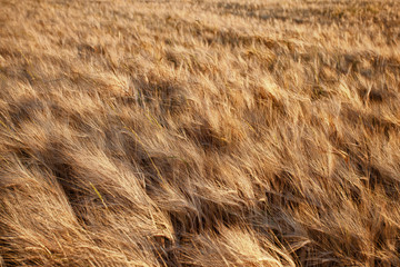 Golden Field