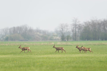 Reh, Roe deer, Capreolus capreolus