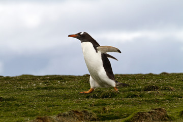 Naklejka premium Gentoo penguin running away