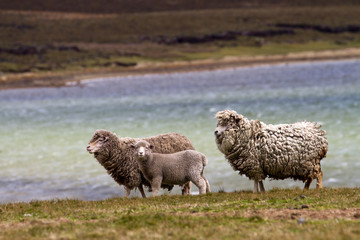 Sheep family, falkland islands