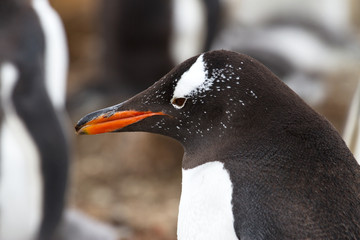 Gentoo penguin closeup