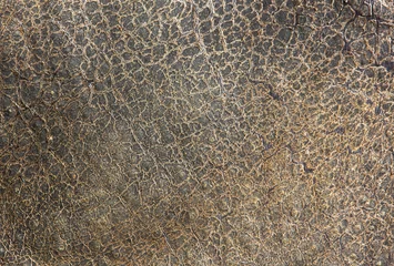 Gardinen Nashorn rhinoceros leather  © auris