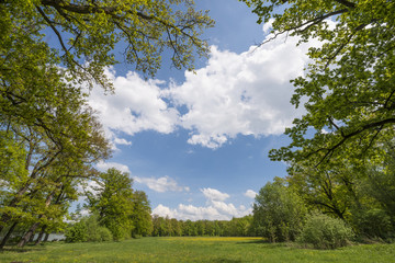 spring meadow with big old oaks