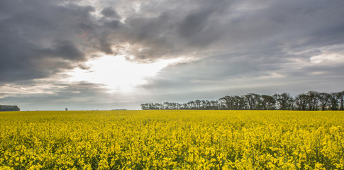 A tree and rapeseed field in rural Geneva, Switzerland