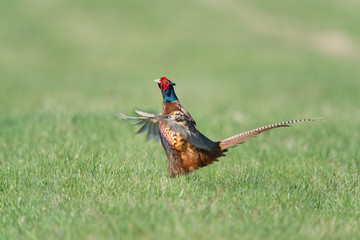 Fasan, Common Pheasant, Phasianus colchicus