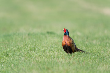 Fasan, Common Pheasant, Phasianus colchicus