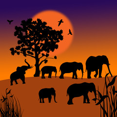 Fototapeta na wymiar Sunset in the savanna