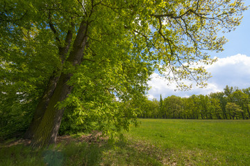Obraz premium spring meadow with big old oaks trees