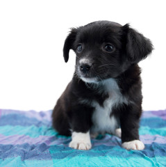 Cucciolo di cane © MarcoBagnoli Elflaco