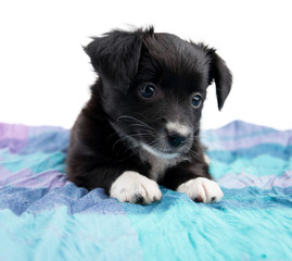 Cucciolo di cane © MarcoBagnoli Elflaco