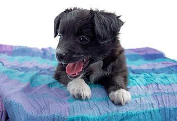Cucciolo di cane © MarcoBagnoli Elflaco