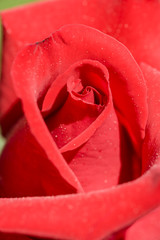 Rose ornementale