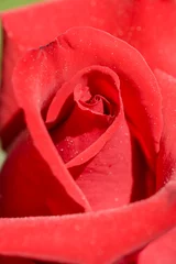 Photo sur Plexiglas Macro Rose ornementale