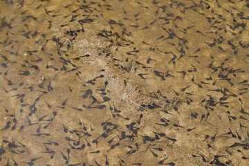 Landscape of toad tadpoles on a lake