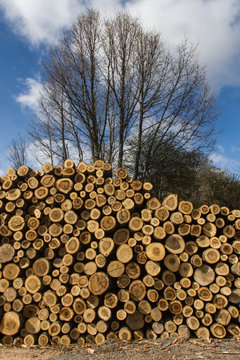 Apilamiento de troncos aserrados