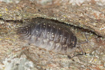Woodlouse on wood, macro photo