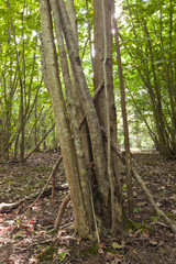 Hazel wood