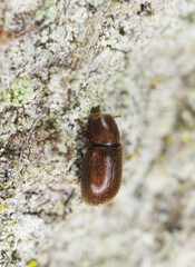 Wood living beetle on wood, extreme close-up