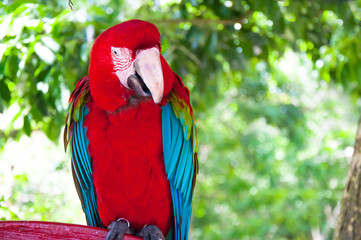 Colorful Macaw against natural background