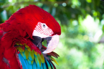Colorful Macaw against natural background