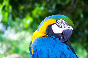 Obraz premium Colorful Macaw against natural background