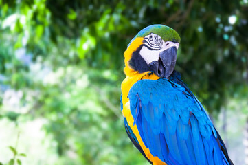 Colorful Macaw against natural background