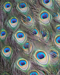 Peacock feathers close up