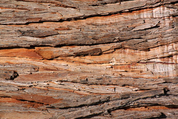 close up of bark of tree