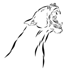 Lion Roaring