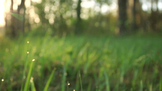 Morning grass with dew in  spring morning. Slow motion