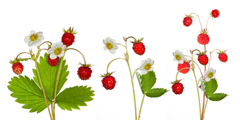 wild strawberries and flowers collection