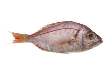 Raw Sea Perch