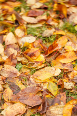 autumn leaves on ground for background