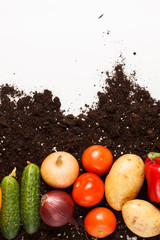 vegetables on the soil