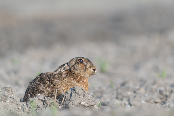 Europäischer Feldhase, Brown hare, Lepus capensis