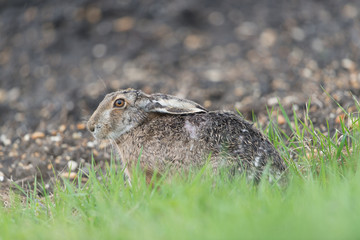 Europäischer Feldhase, Brown hare, Lepus capensis