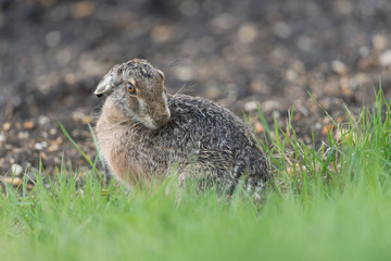 Europäischer Feldhase, Brown hare, Lepus capensis