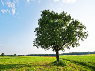 Fototapeta na wymiar Tree on a green grass field