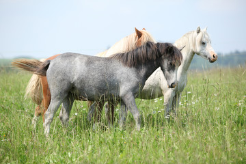 Obraz na płótnie Canvas Welsh ponnies in high grass