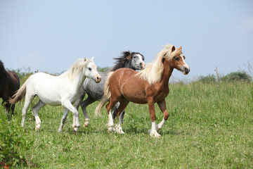 Obraz na płótnie Canvas Welsh ponnies running together