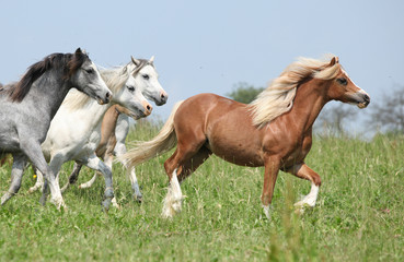 Welsh ponnies with chestnut one in the lead running